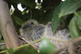 Diversité faunistique Balandran - Pigeon ramier (Columba palumbus). Grands jeunes encore au nid le 2 août 2010 dans une haie composite